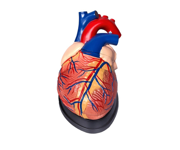 Обʼємна модель. Серце людини з анатомічними деталями тип 1