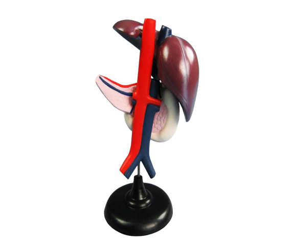 Обʼємна модель. Печінка людини