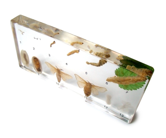 Препарат в прозорій ємкості. Розвиток шовкопряда