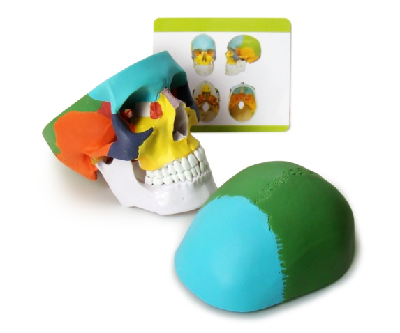 Обʼємна модель. Череп людини з розфарбованими кістками тип 1