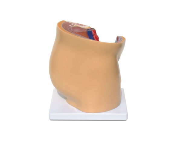 Обʼємна модель. Чоловічі та жіночі статеві органи людини (сагітальний розріз)