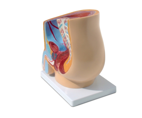 Обʼємна модель. Чоловічі та жіночі статеві органи людини (сагітальний розріз)