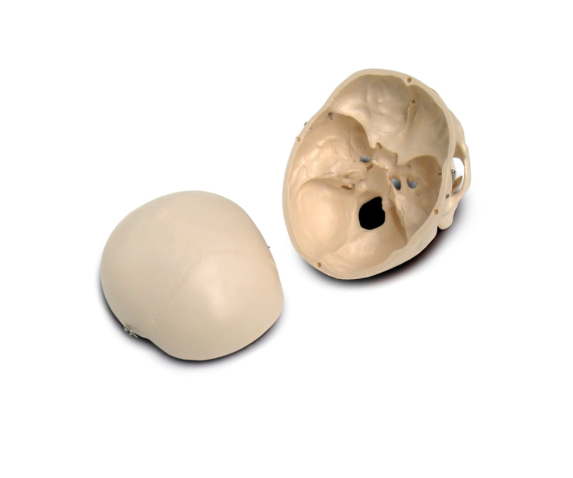 Обʼємна модель. Череп людини тип 1