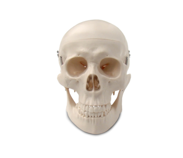 Обʼємна модель. Череп людини