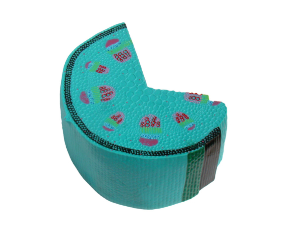 Обʼємна модель. Будова стебла тип 2