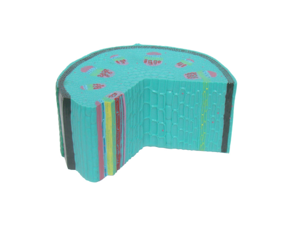 Обʼємна модель. Будова стебла тип 2