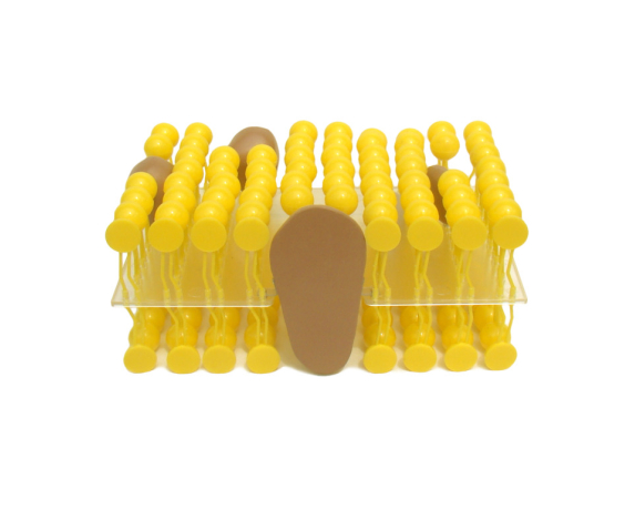 Обʼємна модель. Будова мемрани клітини тип 1