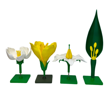 Обʼємна модель. Квітки представників різних р...