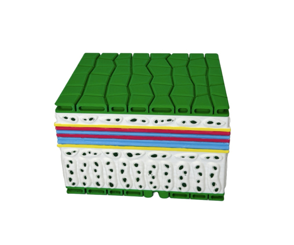 Обʼємна модель. Будова листка