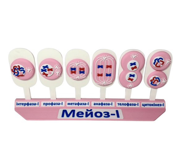 Обʼємна модель. Схема мітозу і мейозу