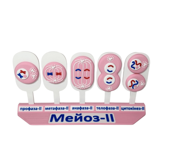 Обʼємна модель. Схема мітозу і мейозу