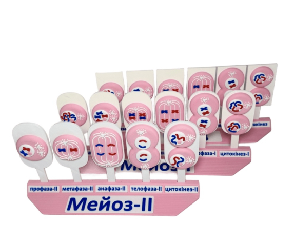 Обʼємна модель. Схема мітозу і мейозу