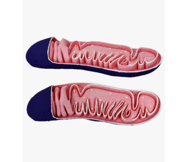 Обʼємна модель. Мітохондрія