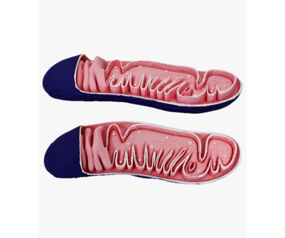 Обʼємна модель. Мітохондрія