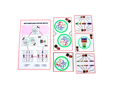 Друкований посібник "Схема мітозу"