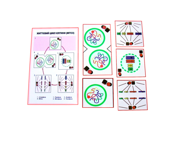 Друкований посібник "Схема мітозу"
