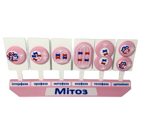 Обʼємна модель. Схема мітозу і мейозу