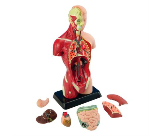 Обʼємна модель. Торс людини (анатомічна модель людини збірна 27 см)