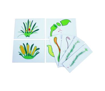 Друкований посібник "Розмноження моху"