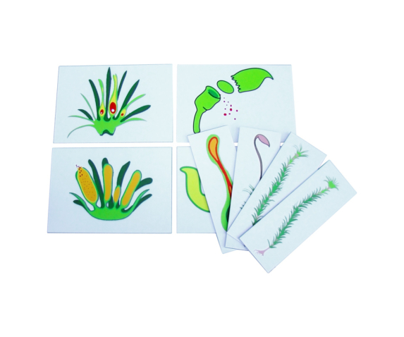 Друкований посібник "Розмноження моху"