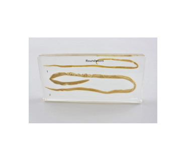 Препарат в прозорій ємкості. Паразит аскарида...