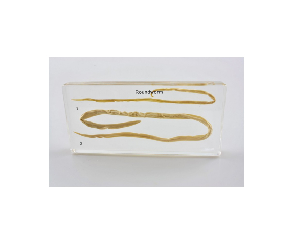 Препарат в прозорій ємкості. Паразит аскарида