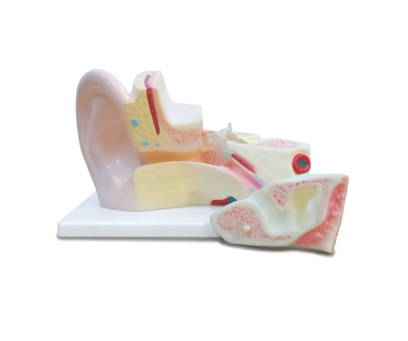 Обʼємна модель. Вухо людини тип 1