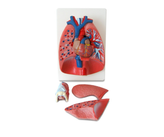 Обʼємна модель. Легені з бронхіальним деревом, судинами, плеврою тип 2