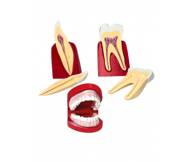 Обʼємна модель. Зуби людини та щелепи