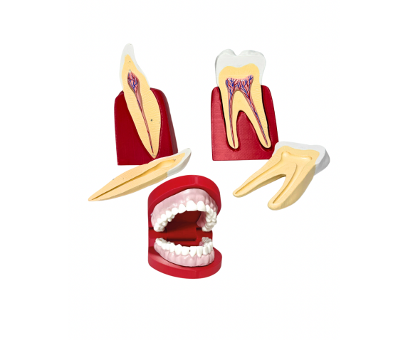 Обʼємна модель. Зуби людини та щелепи