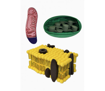 Обʼємна модель. Органоїди клітини