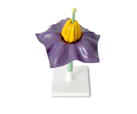 Обʼємна модель. Квітки представників різних родин тип 1