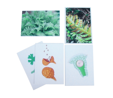 Друкований посібник "Розмноження папороті"