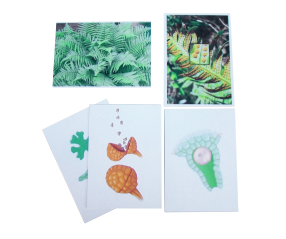 Друкований посібник "Розмноження папороті"