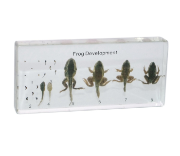 Препарат в прозорій ємкості. Життєвий цикл жа...