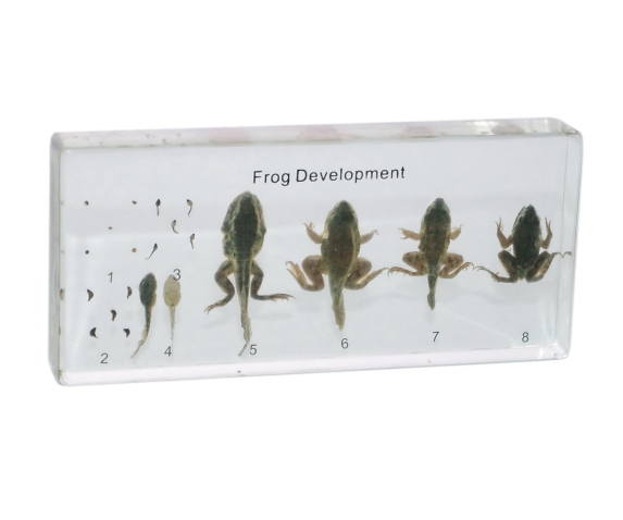 Препарат в прозорій ємкості. Життєвий цикл жаби