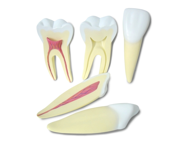 Обʼємна модель. Будова зуба людини