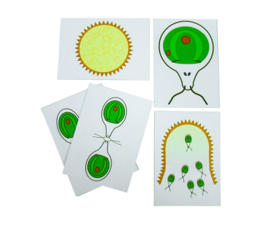 Друкований посібник "Розмноження водорості"