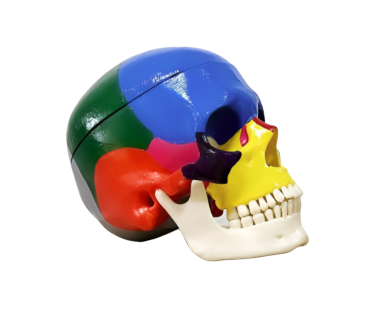 Обʼємна модель. Череп людини з розфарбованими кістками