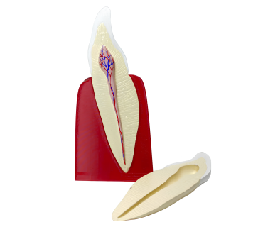 Обʼємна модель. Будова зуба людини (ікло)