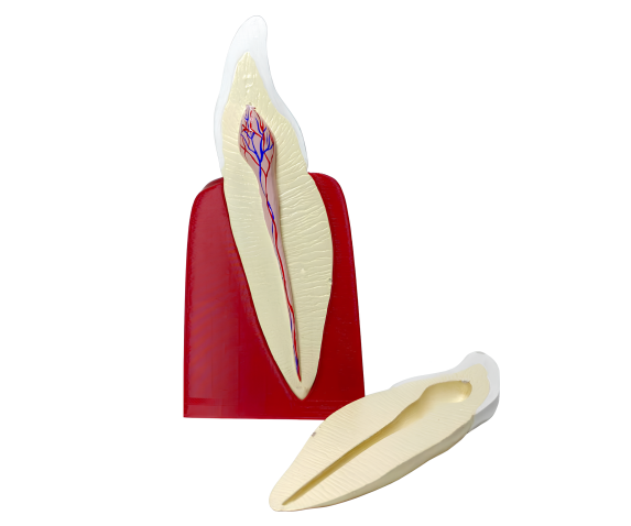 Обʼємна модель. Будова зуба людини (ікло)