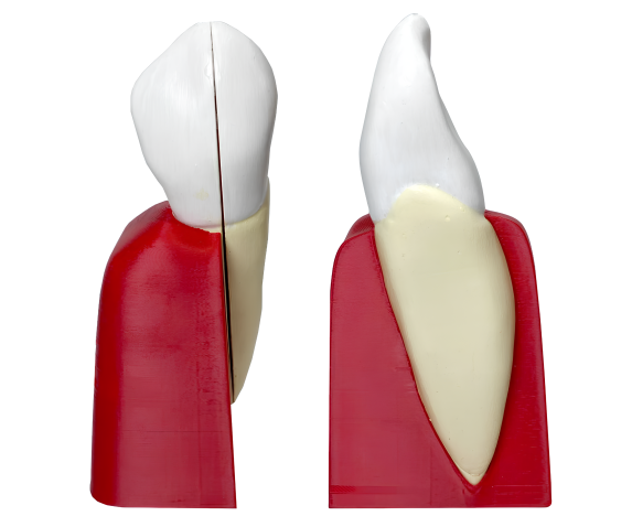 Обʼємна модель. Будова зуба людини (ікло)