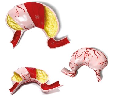 Модель “Шлунок людини”