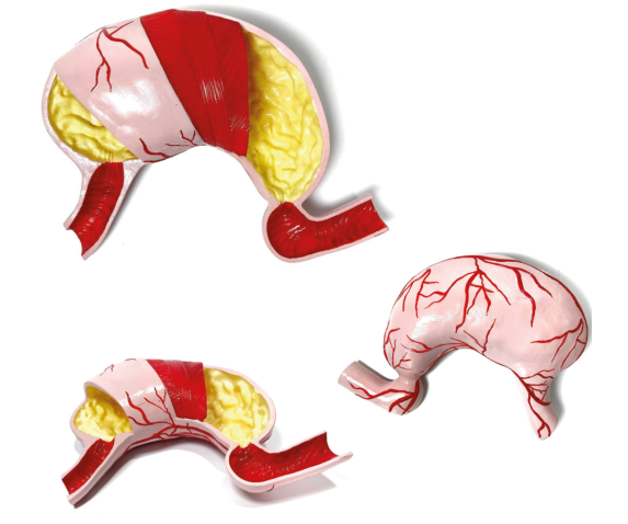 Модель “Шлунок людини”