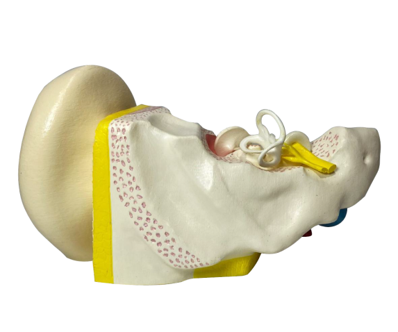 Обʼємна модель. Вухо людини