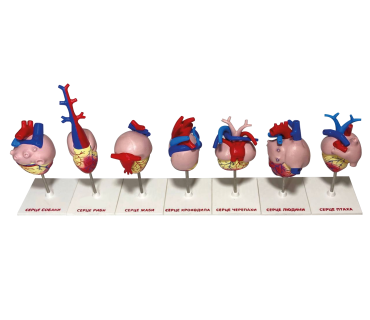 Набір моделей “Серце хребетних” 