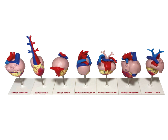 Набір моделей “Серце хребетних” 