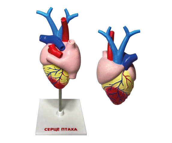 Набір моделей “Серце хребетних” 