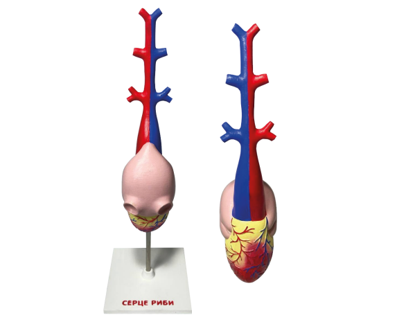 Набір моделей “Серце хребетних” 