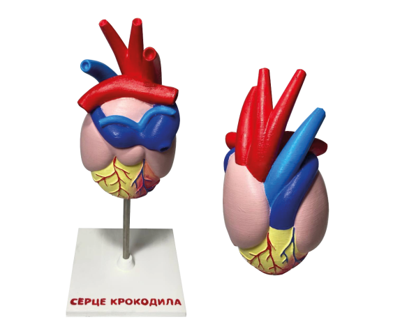Набір моделей “Серце хребетних” 